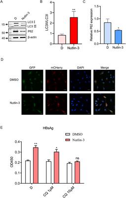 Nutlin-3 promotes HBV replication by activating mTOR-mediated autophagy